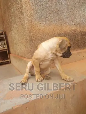 1-3 months Male Purebred Boerboel