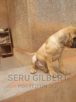 1-3 months Male Purebred Boerboel