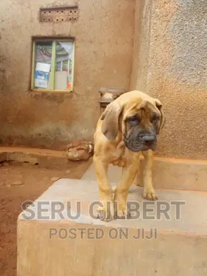 3-6 months Male Purebred Boerboel