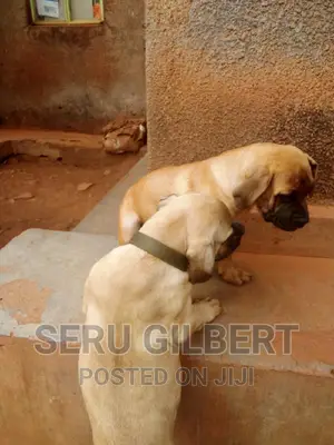 1-3 months Female Purebred Boerboel