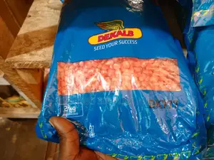 2kg Dk 777 Maize Seeds