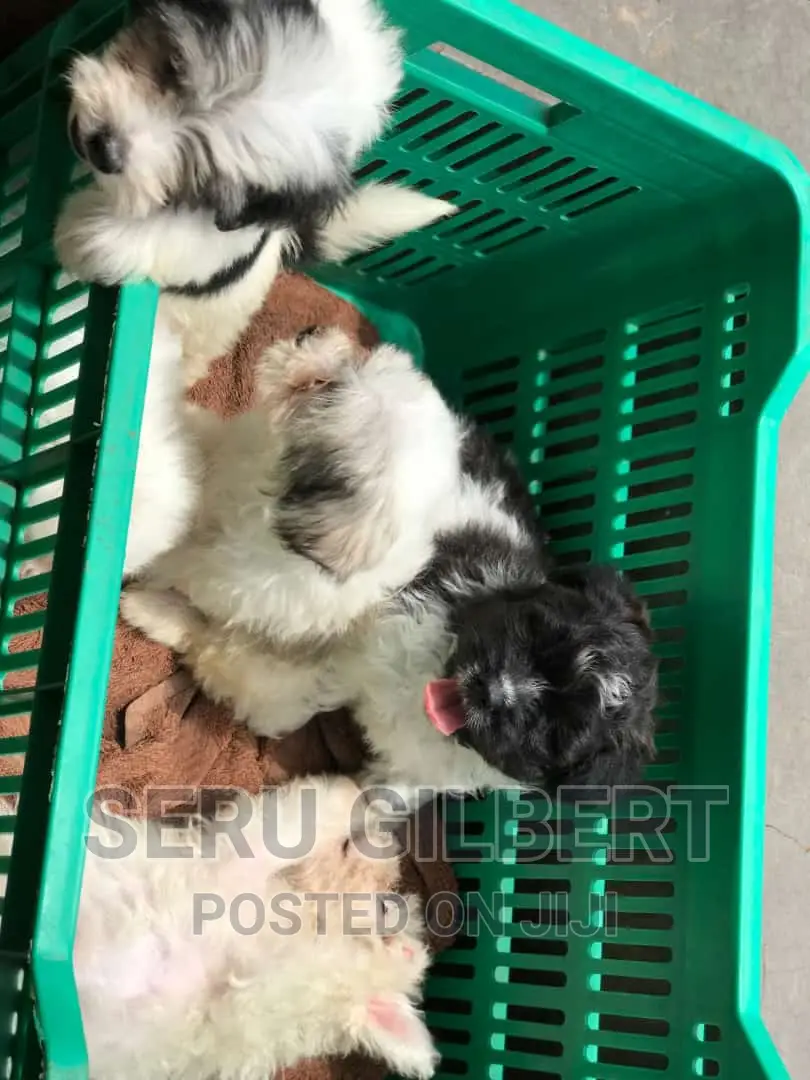 3-6 months Male Purebred Maltese