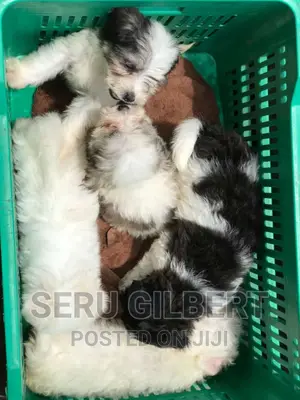 1-3 months Female Purebred Maltese