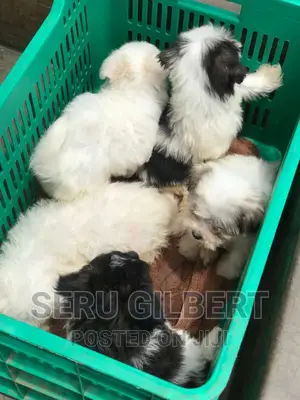 1-3 months Male Purebred Maltese