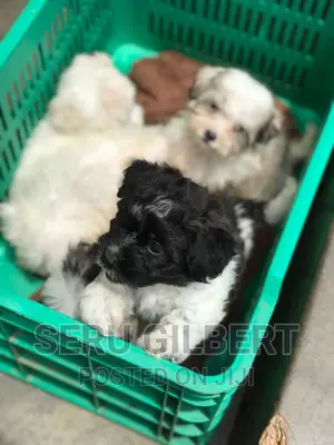 0-1 month Male Purebred Maltese