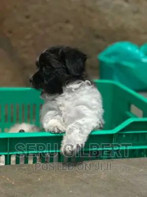 0-1 month Male Purebred Maltese