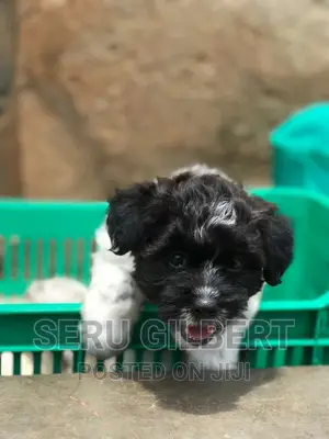 0-1 month Male Purebred Maltese