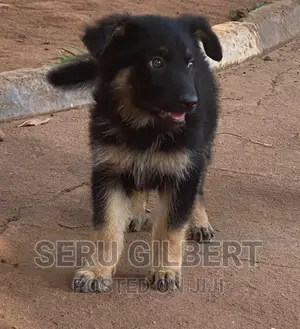 3-6 months Female Purebred German Shepherd