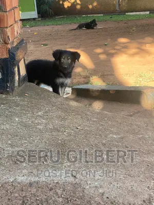 1-3 months Male Purebred German Shepherd