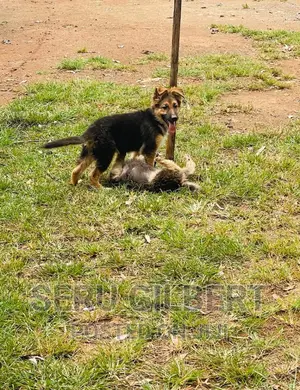 3-6 months Male Purebred German Shepherd