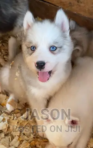 1-3 months Female Purebred Siberian Husky