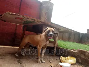 1-3 months Male Purebred Boerboel