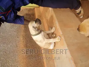 3-6 months Female Purebred Boerboel