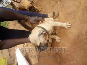 3-6 months Male Purebred Boerboel