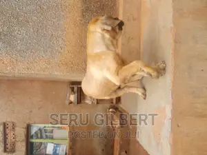 3-6 months Male Purebred Boerboel