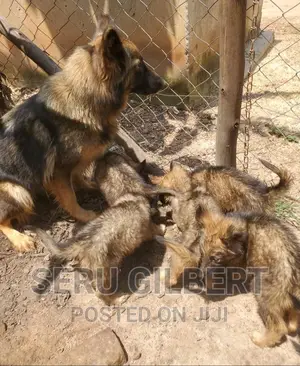 6-12 months Male Purebred German Shepherd