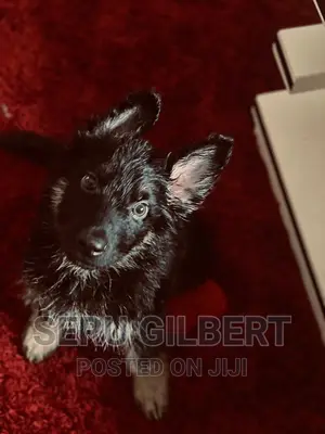 1-3 months Male Purebred German Shepherd