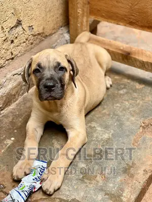 1-3 months Male Purebred Boerboel
