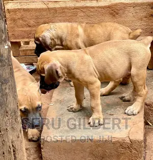 0-1 month Male Purebred Boerboel