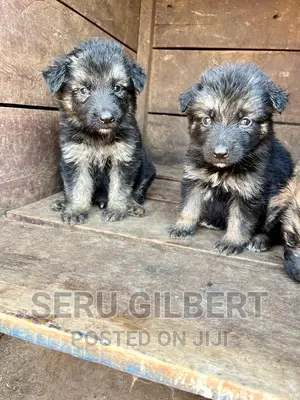 3-6 months Male Purebred German Shepherd