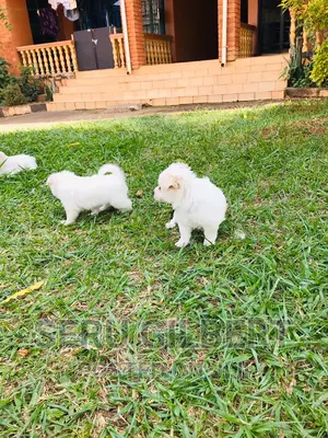 1-3 months Female Purebred Japanese Spitz