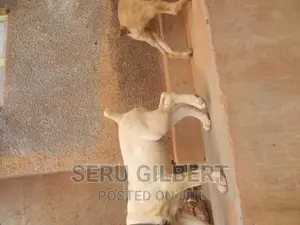 1-3 months Male Purebred Boerboel