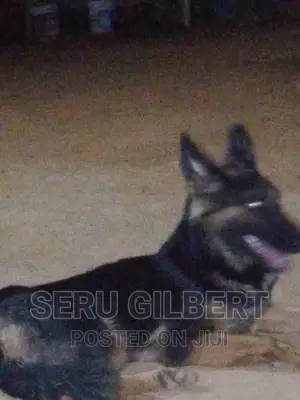 1-3 months Male Purebred German Shepherd