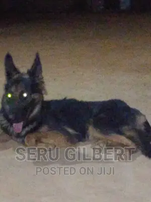 1-3 months Male Purebred German Shepherd