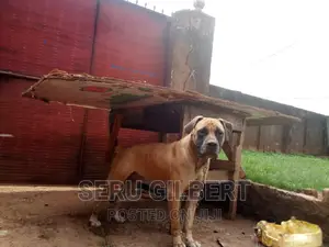 1-3 months Female Purebred Boerboel