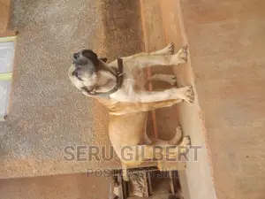 1-3 months Male Purebred Boerboel