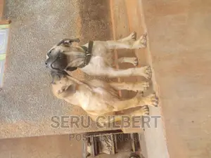 3-6 months Female Purebred Boerboel