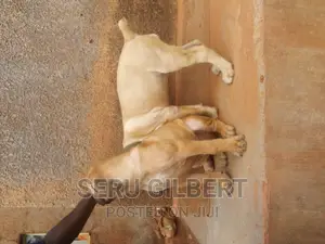 0-1 month Male Purebred Boerboel