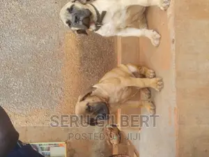 1-3 months Male Purebred Boerboel