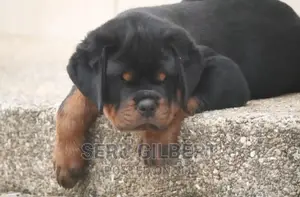 1-3 months Male Purebred Rottweiler