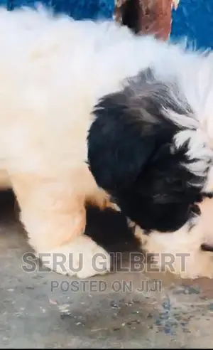 1-3 months Male Purebred Maltese