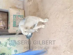 1-3 months Male Purebred Boerboel