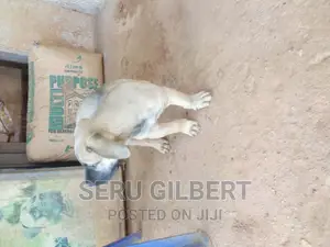 6-12 months Male Purebred Boerboel