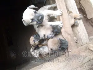 1-3 months Female Purebred Boerboel