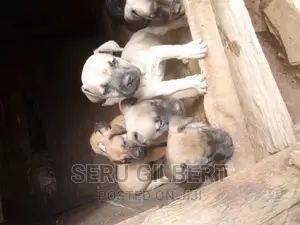 1-3 months Male Purebred Boerboel