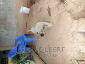 1-3 months Male Purebred Boerboel