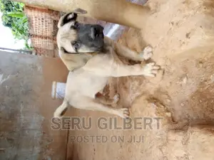 1-3 months Male Purebred Boerboel