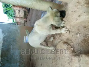 1-3 months Male Purebred Boerboel