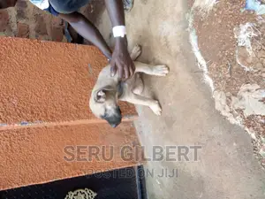 1-3 months Male Purebred Boerboel