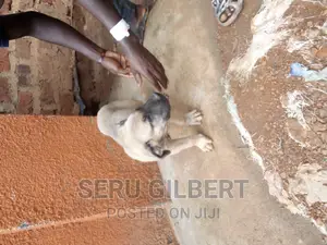3-6 months Male Purebred Boerboel