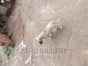 3-6 months Male Purebred Boerboel