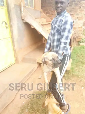 1-3 months Male Purebred Boerboel