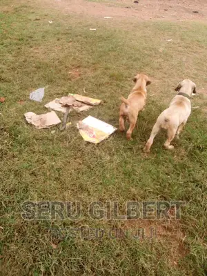 0-1 month Male Purebred Boerboel
