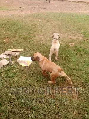 1-3 months Male Purebred Boerboel