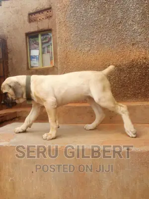 1-3 months Male Purebred Boerboel