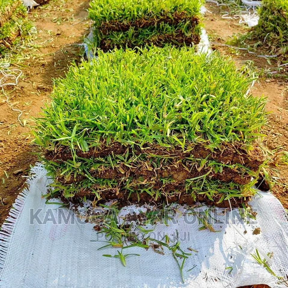 Natural Paspalum Grass Venta